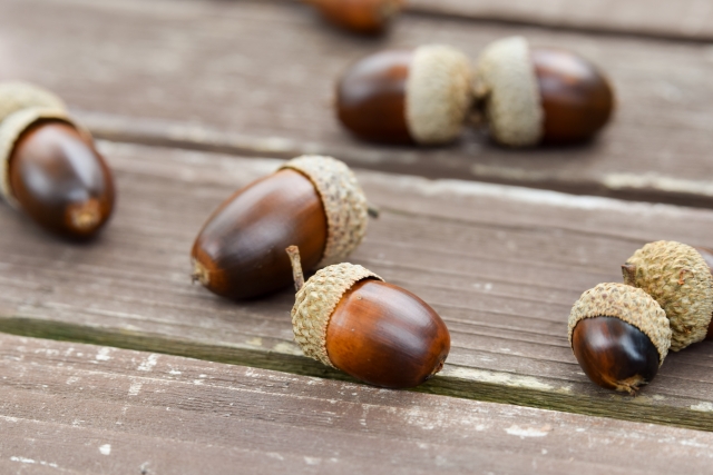 どんぐりの帽子 カクト の保存方法は 青いどんぐりは 注意点も 双子ままの日々のコト